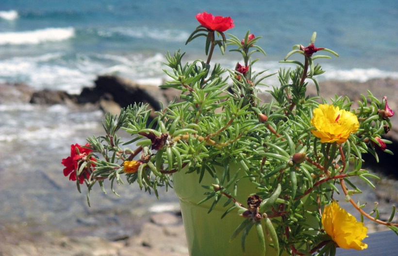 marvellous Mohlos .jpg